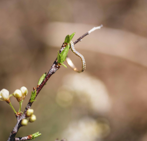 Love and Responsibility: Choosing Ethical Wedding Bands